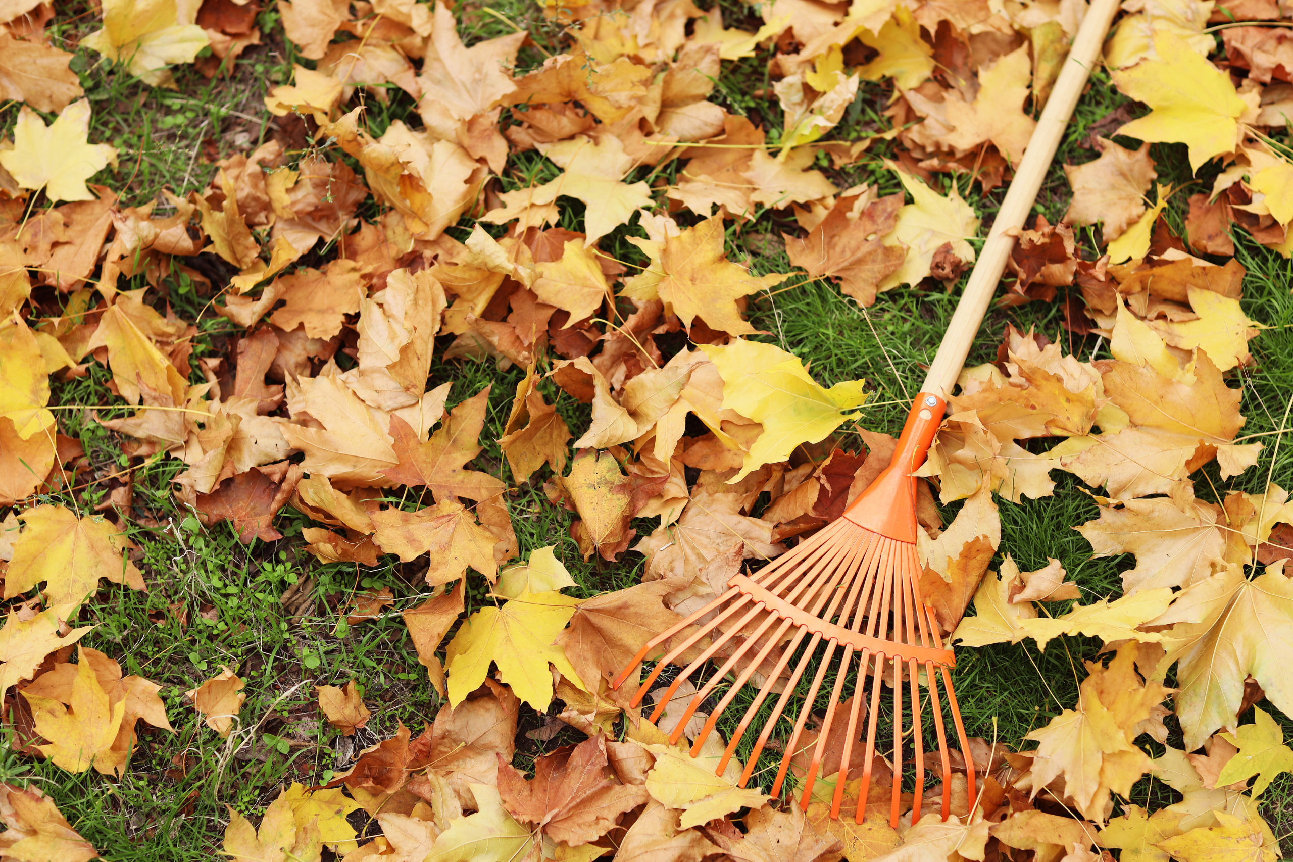 Raking Leaves